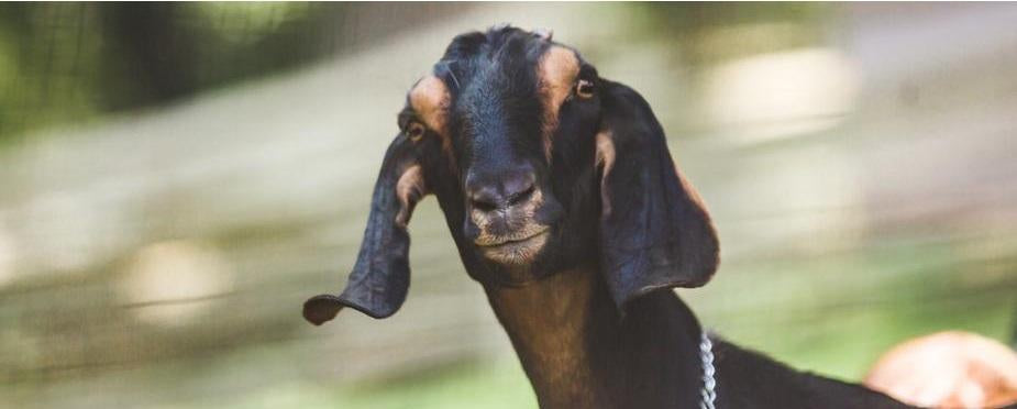 Nubian dairy goat, the beginning of quality goat milk soap.